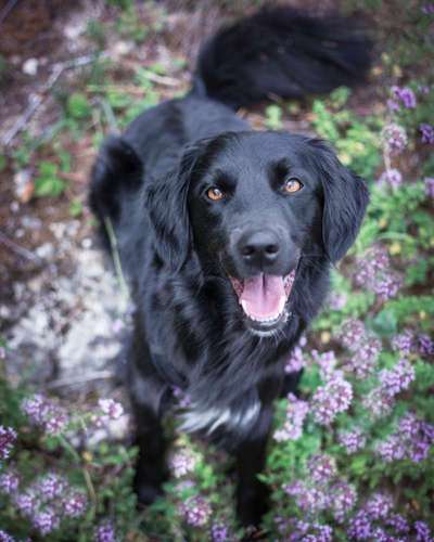 Labradorfans-Beitrag-Bild