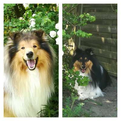 Collies gesucht-Beitrag-Bild