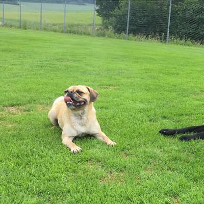 Hundetreffen-Suchen Gassi + Spielkamerad-Bild