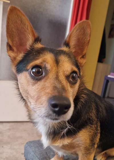 Dogorama Photo Challenge - Portrait-Beitrag-Bild