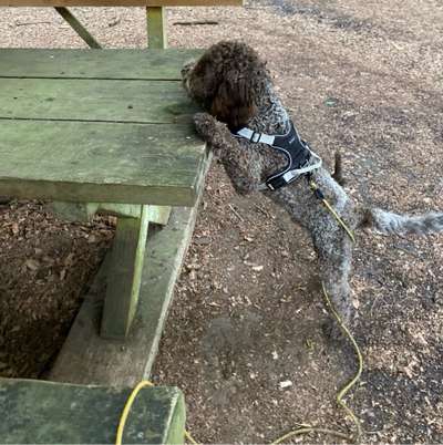 Hundetreffen-Junghund Treffen zum gassi gehen-Bild