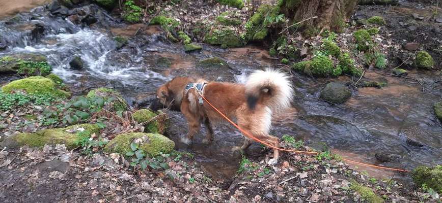 Hundetreffen-Suche Freundin für meinen Hund-Bild