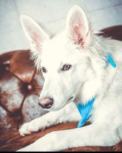 Weißer Schweizer Schäferhund-Beitrag-Bild