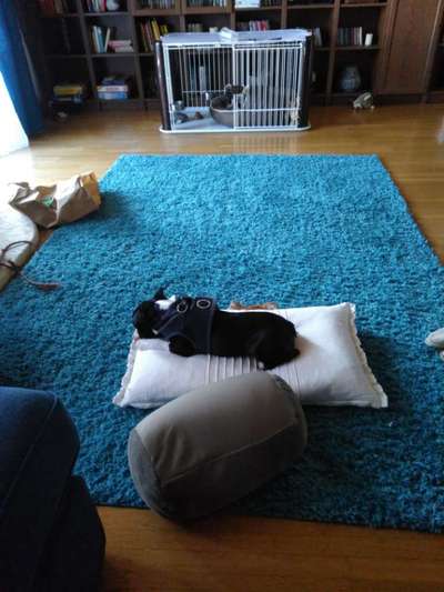 Welpe wird nicht stubenrein-Beitrag-Bild