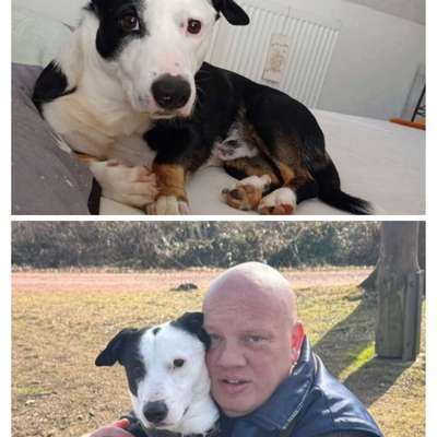 Hundetreffen-Spiel& Gassi runde-Bild