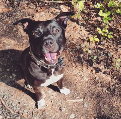 Die Dogorama Kalender Challenge Titelbild-Beitrag-Bild