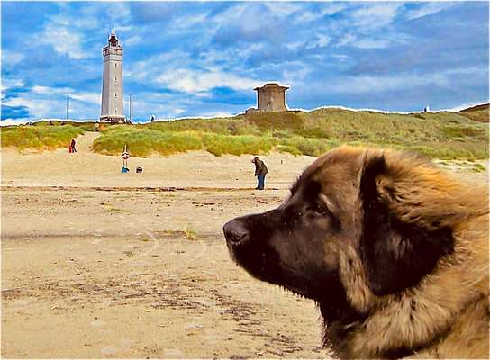 Eure Strandbilder :)-Beitrag-Bild