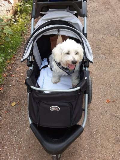 Hundebuggy-Beitrag-Bild