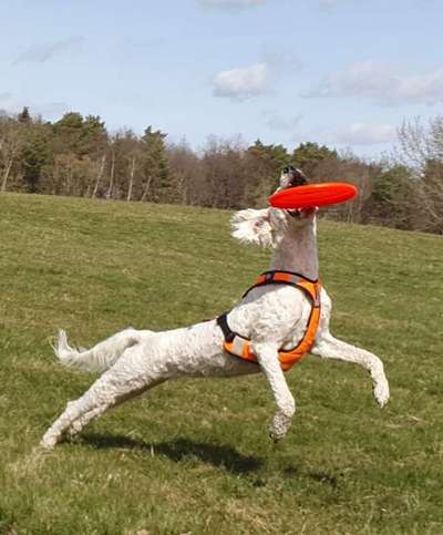 43. Fotochallenge-Zeigt mir eure Ball oder Frisbee verrueckten Hunde-Beitrag-Bild