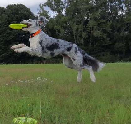 43. Fotochallenge-Zeigt mir eure Ball oder Frisbee verrueckten Hunde-Beitrag-Bild