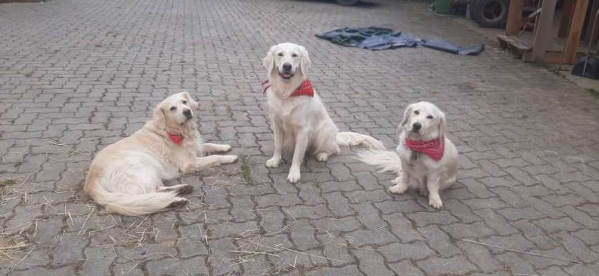Wo sind die Golden Retriever Liebhaber?-Beitrag-Bild
