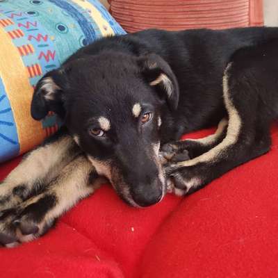 Tierschutzhund ist meine Lieblingsrasse-Beitrag-Bild