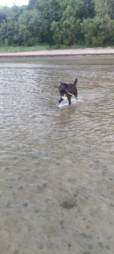 Welche Hunderasse-Beitrag-Bild