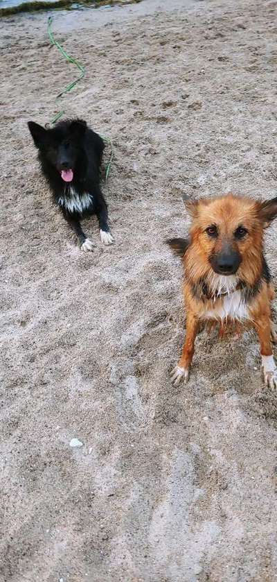 Bester Freund, Hundekumpel - zeigt her!-Beitrag-Bild