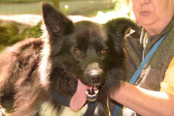 Welche Hunderasse-Beitrag-Bild