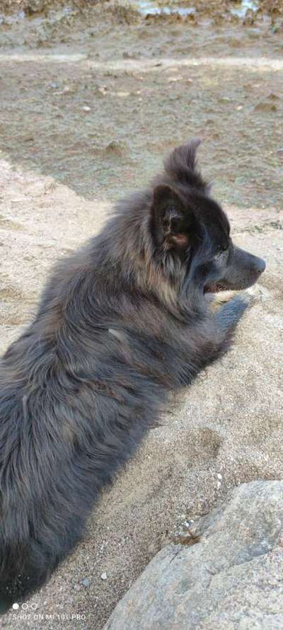 Challenge 23 : "  Euer Hund beim Frühlingserwachen "-Beitrag-Bild