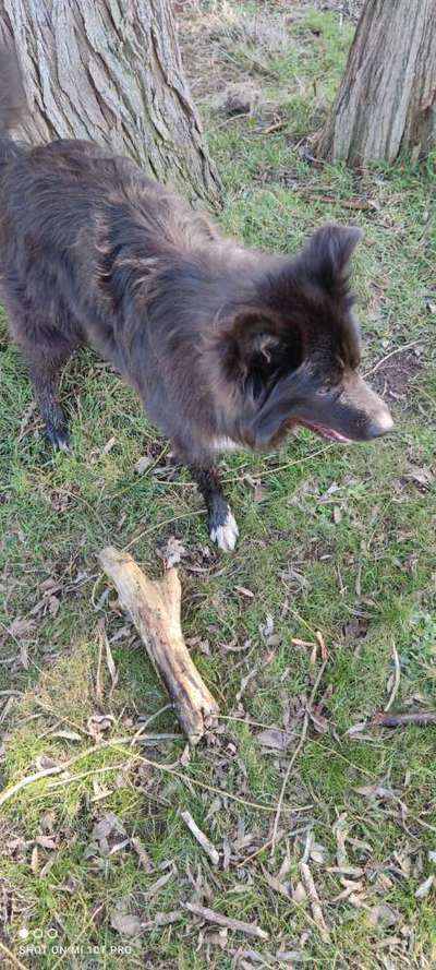 Welche Hunderasse-Beitrag-Bild