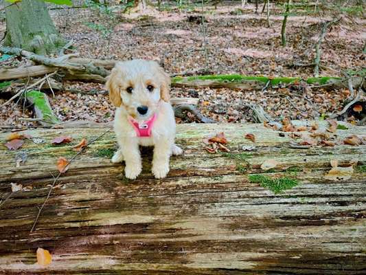 Die Dogorama Kalender Challenge Titelbild-Beitrag-Bild