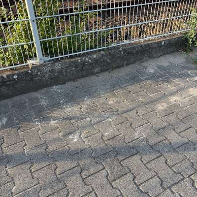 Giftköder-Ameisengift entlang Reihenhäuser-Bild