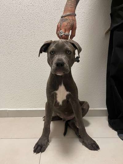 cane corso-Beitrag-Bild