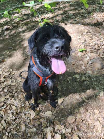 Hundetreffen-Spielfreunde-Bild
