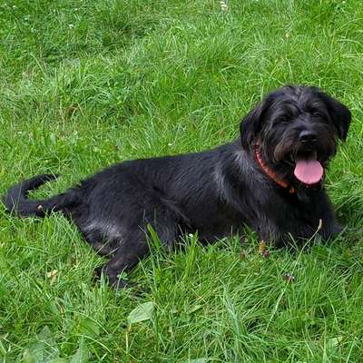 Hundetreffen-Hundefreunde gesucht-Bild