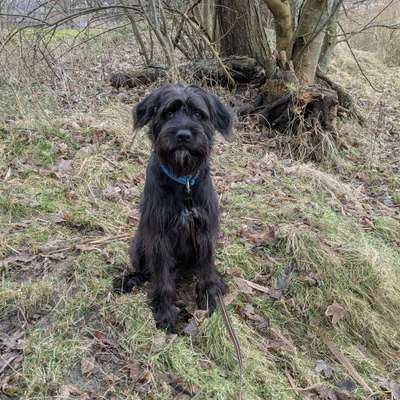 Hundetreffen-Hundefreunde gesucht-Bild