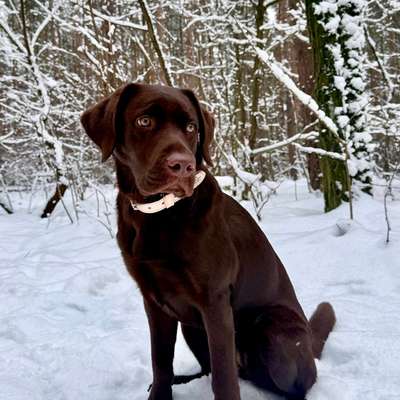 Hundetreffen-Spielen im Garten-Bild