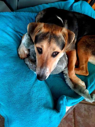 Die Dogorama Wochen Challenge-Beitrag-Bild