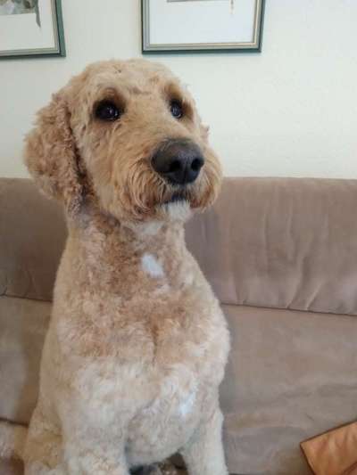 Labradoodle gesucht-Beitrag-Bild