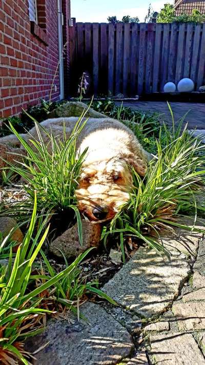 Die Dogorama Kalender Challenge 4/4-Beitrag-Bild