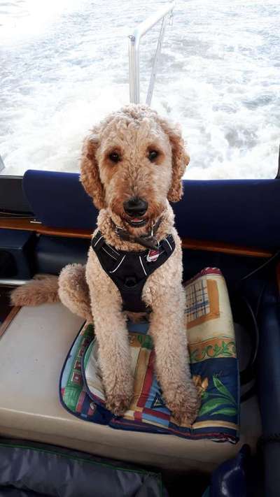 Dogorama-Monats-Challenge-Mai "Wasser"-Beitrag-Bild