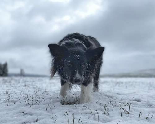 Gibt's hier noch mehr Border Collies???-Beitrag-Bild