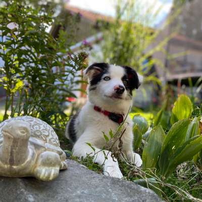 Gibt's hier noch mehr Border Collies???-Beitrag-Bild