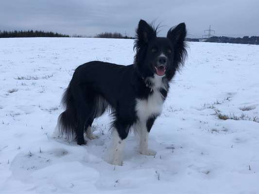 Gibt's hier noch mehr Border Collies???-Beitrag-Bild