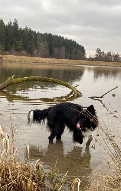 Dogorama Photo Challenge - Pfützen & Spiegelungen-Beitrag-Bild