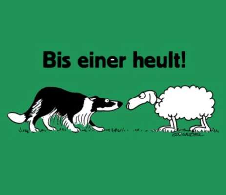 Gibt's hier noch mehr Border Collies???-Beitrag-Bild