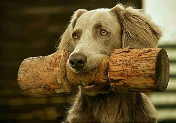 Dogorama Photo Challenge - Apportieren-Beitrag-Bild