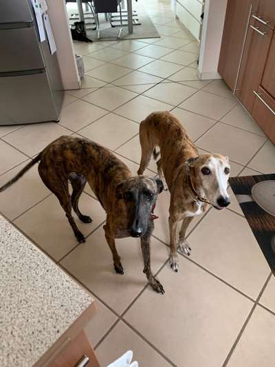 Größe eurer Windhunde-Beitrag-Bild