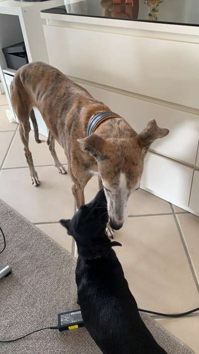 Windhunde - Treffen der besonderen Schönheiten
HERZLICH WILLKOMMEN-Beitrag-Bild