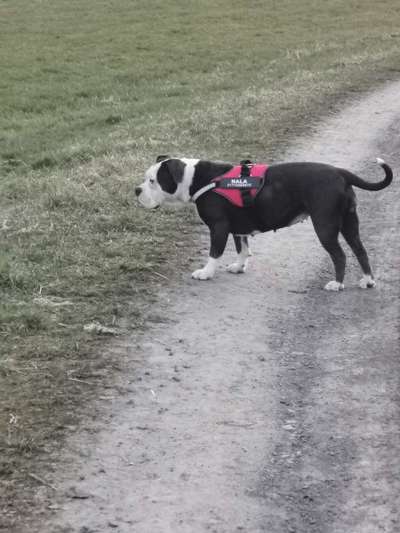 hunde geschirr xl-Beitrag-Bild