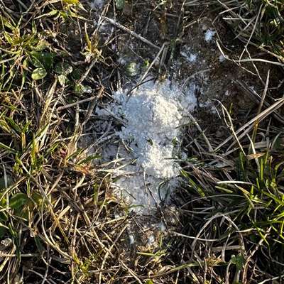 Giftköder-Weißes Pulver in Oeffingen-Bild