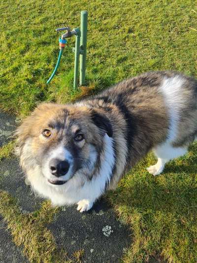 Auslandstierschutz-Beitrag-Bild