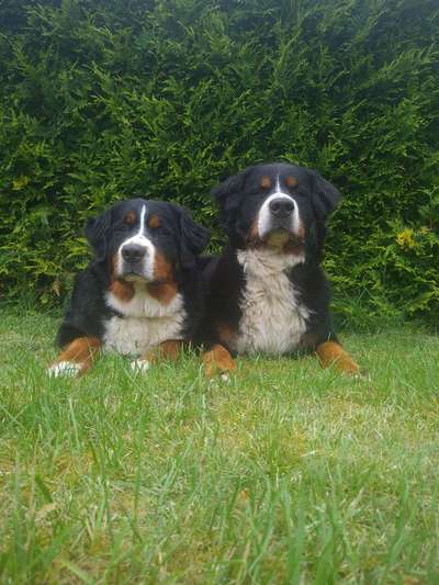 Berner Sennen-Beitrag-Bild