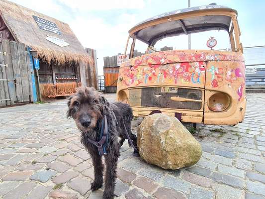 euer ältester Hund ?-Beitrag-Bild