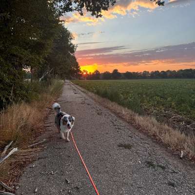 Hundetreffen-🐾Social Walks-Bild