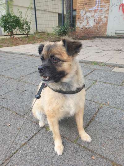 Pekinese/Pekingese-Beitrag-Bild