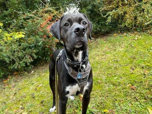 Englisch Pointer Mischlinge 🐶🐾-Beitrag-Bild