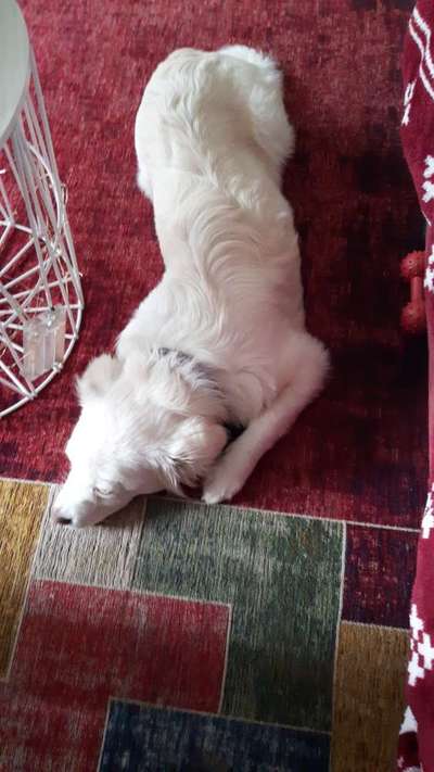 Hundetreffen-Wer plant in Oberforstbach Gassi Termine ?-Bild