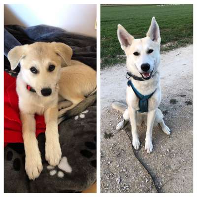 Welpenfotos-Beitrag-Bild